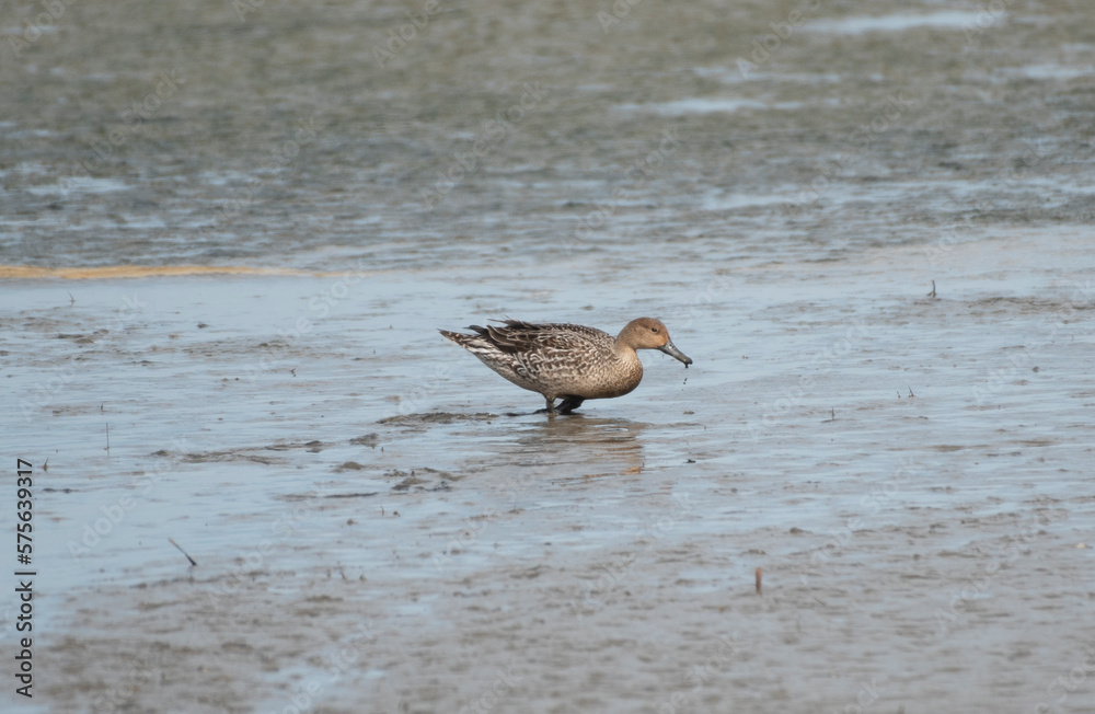 Northern Pintail Northern Pintail