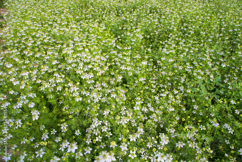 Fototapeta Naklejka Na Ścianę i Meble -  Blooming White Nigella sativa flowers in the field. Top view Texture background