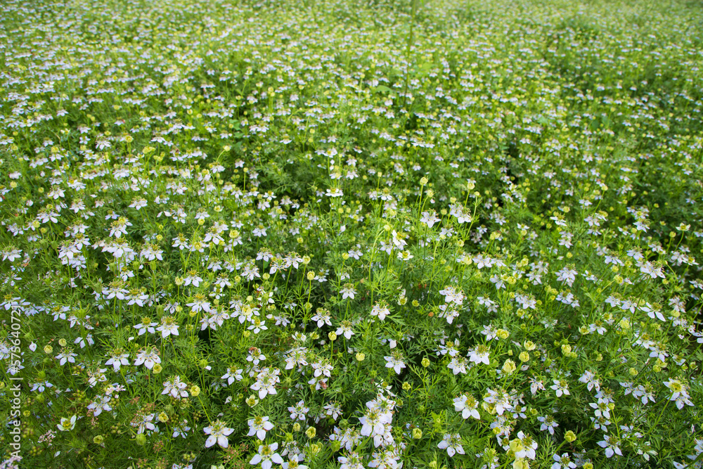 Blooming White Nigella sativa flowers in the field. Top view Texture background