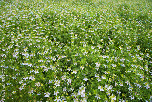 Blooming White Nigella sativa flowers in the field. Top view Texture background