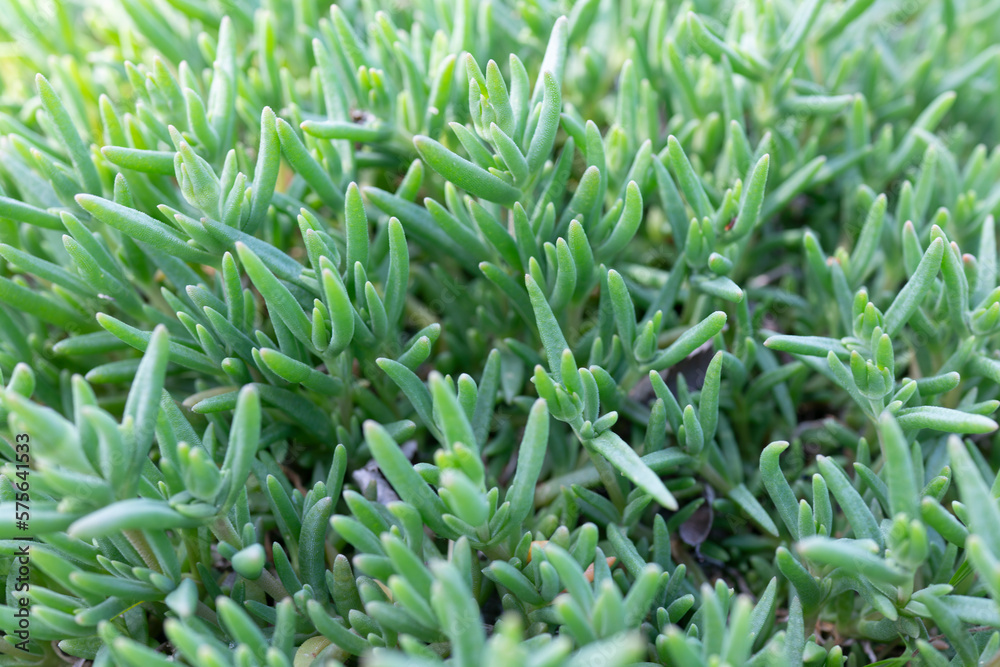 This stock photo features a close-up shot of the lush green leaves of a matsumurae chrysanthemum, highlighting the delicate veins and intricate textures. This stock photo features a close-up shot of the lush green leaves of a matsumurae chrysanthemum, highlighting the delicate veins and intricate textures.