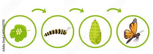 Butterfly life cycle. Infographics of transformation of caterpillar from cocoon. Vector illustration of insect metamorphosis.