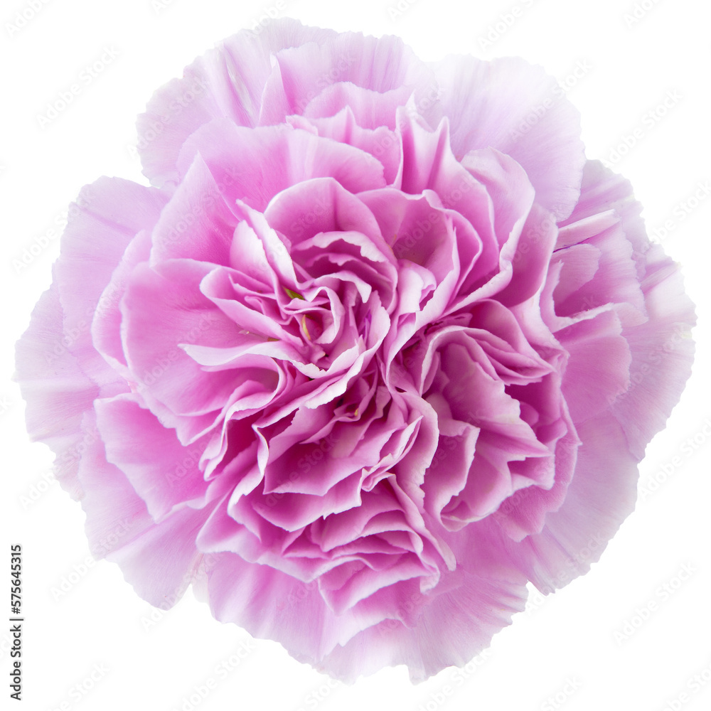 Top view of purple Carnation flower isolated on white background.studio shot. Top view of purple Carnation flower isolated on white background.studio shot.