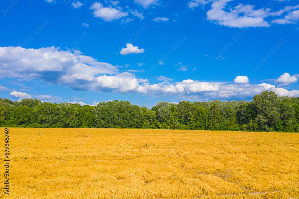 Wheat field with blue sky with sun and clouds