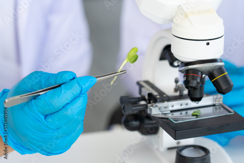 Scientist Doing Experiment in Agriculture Lab to Develope Genetic Modification Crops