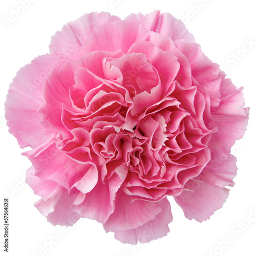 Top view of Pink Carnation flower isolated on white background.studio shot. © Fahng