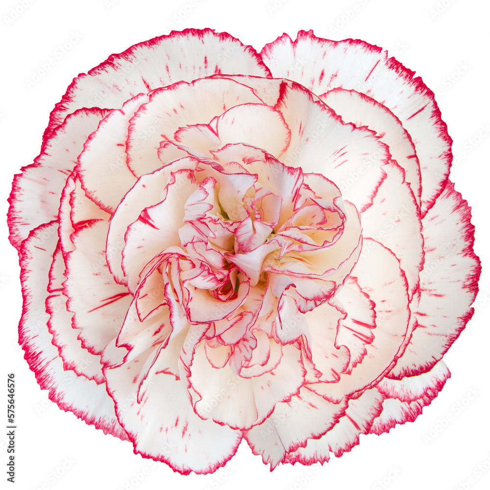 Top view of red and white Carnation flower isolated on white background.studio shot.