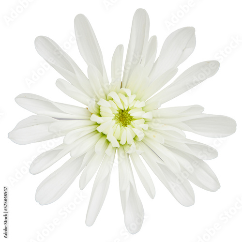 Top view of White Chrysanthemum flower isolated on white background.studio shot.