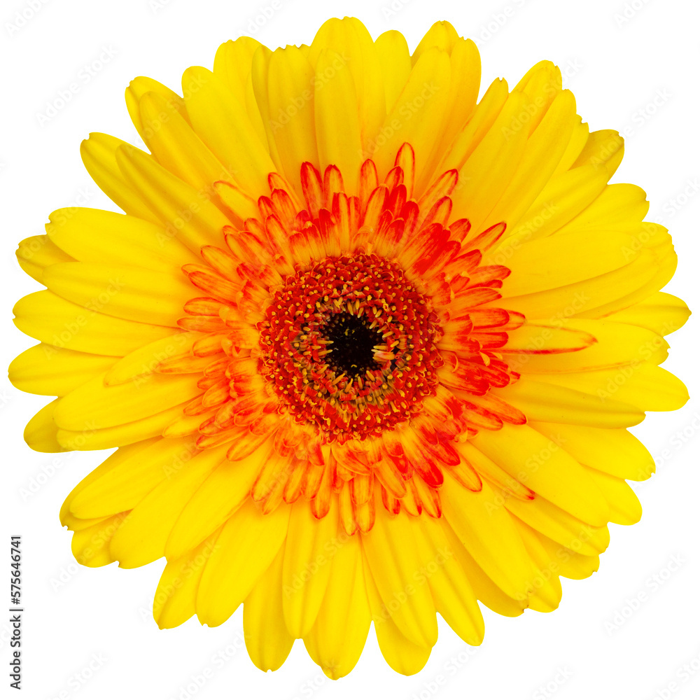 Top view of yellow Gerbera flower isolated on white background.Studio shot. Top view of yellow Gerbera flower isolated on white background.Studio shot.