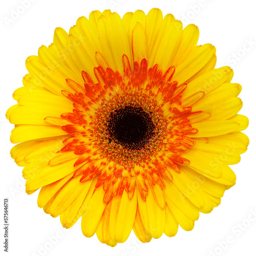 Top view of yellow Gerbera flower isolated on white background.Studio shot.