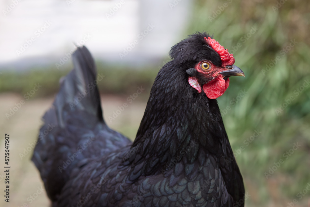 Close up of small black chicken