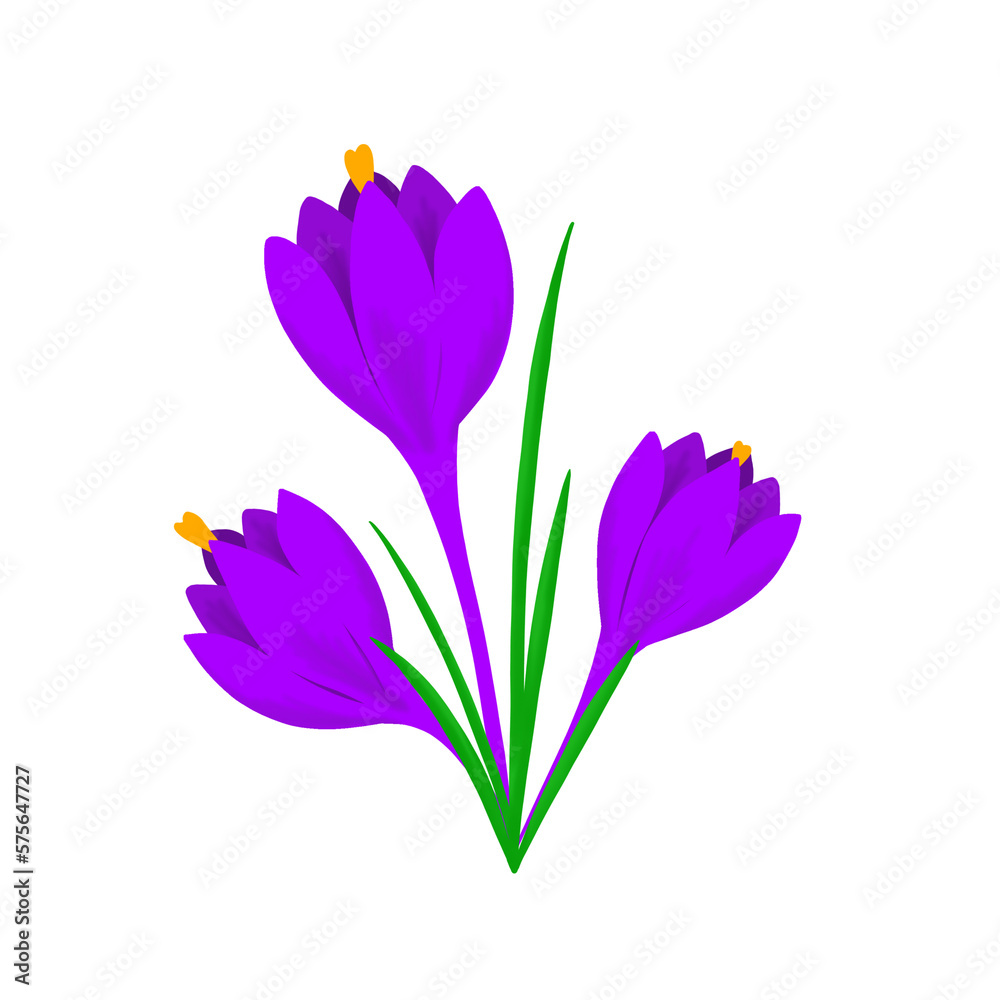 Crocuses isolated on white background. Spring purple crocuses. Delicate primroses for greeting cards for Mother's Day, International Women's Day and Easter