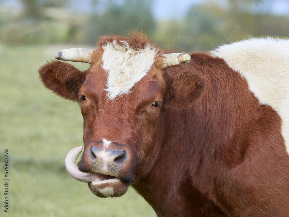 Close up of head of cow with tongue out of mouth Close up of head of cow with tongue out of mouth