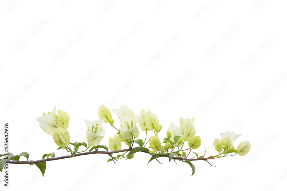 Fototapeta premium Bougainvilleas isolated on white background. Paper flower.