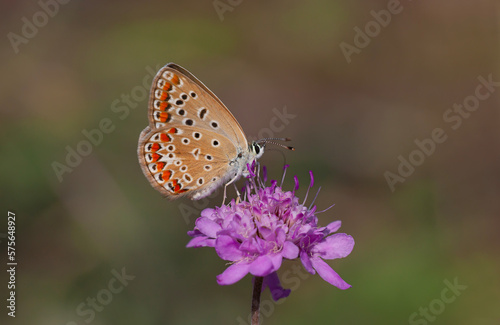 tiny blue butterfly trying to feed, Common Blue, Polyommatus icarus
