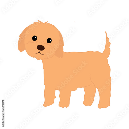 Cute maltipoo puppy standing isolated on white background. Fluffy beige dog vector illustration. Friendly brown  dog.