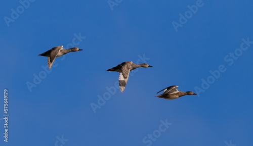 brown ducks flying on sunny day with blue sky