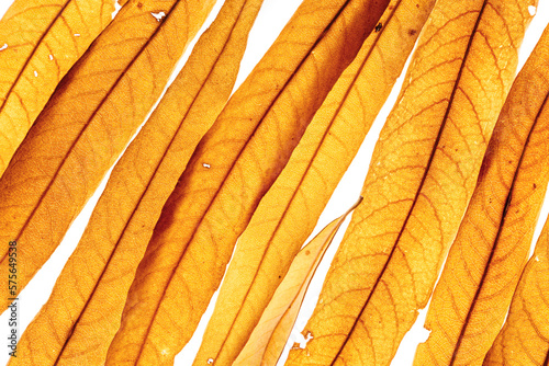 Long thin yellow orange autumn willow leaves as natural textured background, organic design, Fall season botanical scenery, macro trend nature aesthetic, top view, diagonal composition