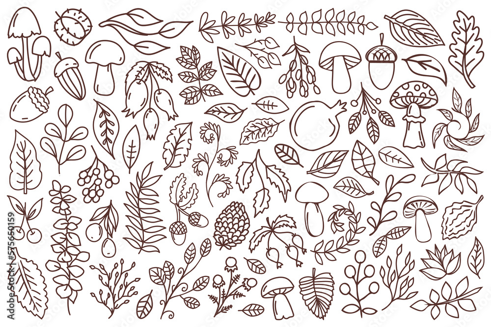 Line art nature design elements. Forest elements outline design set. Mushrooms, acorns, leaves, branches and other illustrations. Line art nature design elements. Forest elements outline design set. Mushrooms, acorns, leaves, branches and other illustrations.