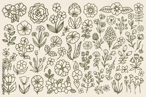 Fototapeta Naklejka Na Ścianę i Meble -  Line art drawn floral set. Hand drawn, doodle style vector flowers with thin line. Outline decorative floral bundle.