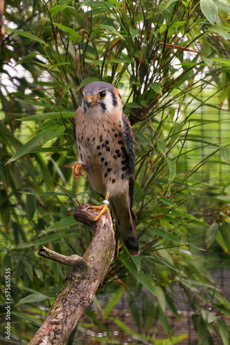 Slechtvalk op boomstam photo