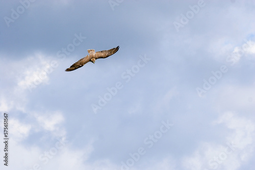 Slechtvalk in de lucht photo