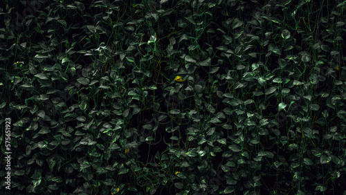 wall of black green leaves (background)