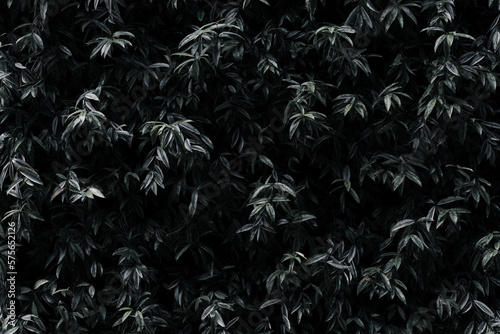 wall of black green leaves (background)