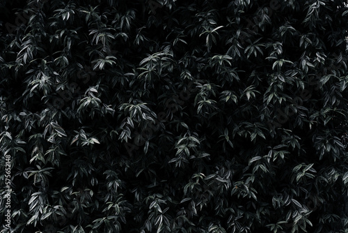 wall of black green leaves (background)