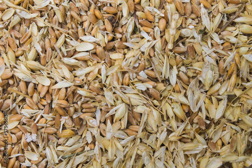 littered raw wheat grain, wheat grain waste, chaff of wheat