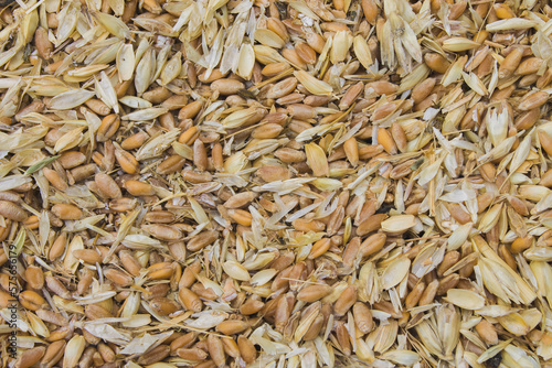 littered raw wheat grain, wheat grain waste, chaff of wheat