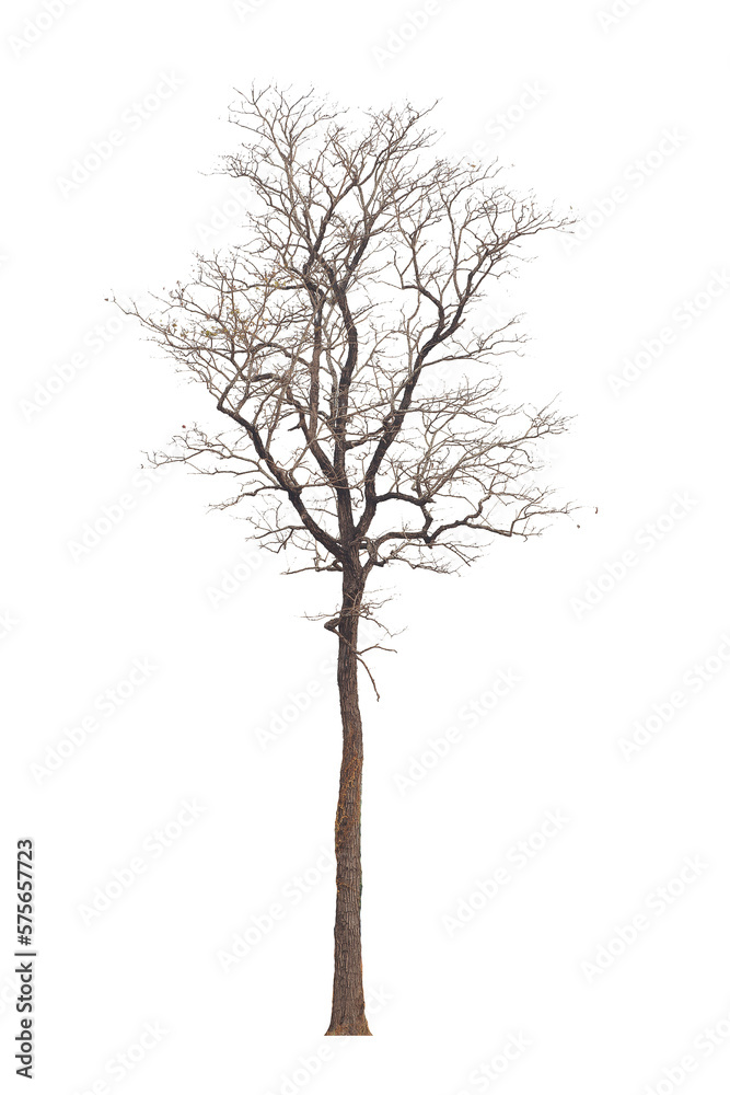 Dead tree ,Silhouette dead tree or dry tree isolated on white background Dead tree ,Silhouette dead tree or dry tree isolated on white background