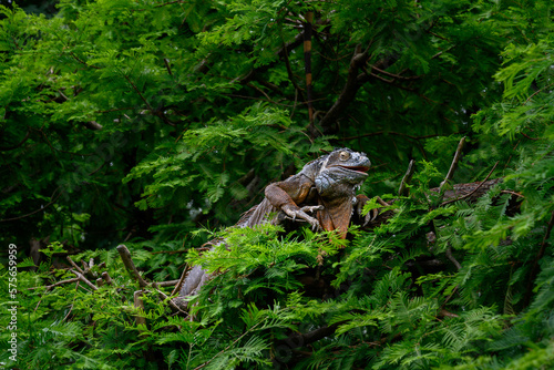 Leguan reptil from South America © Herbert