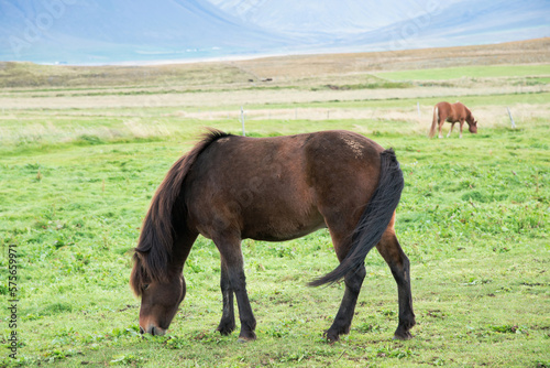 Portrait of a beautiful brown horse eating grass in a meadow