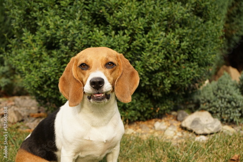 Beagle dog making a funny face on a green background near the bush lips stuck in the teeth