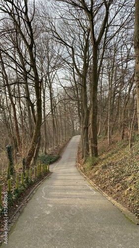 Chemin asphalté traversant le bois avec la végétation luxuriante en hiver au parc Josaphat à Schaerbeek 