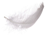 goose grey feather curl isolated on white
