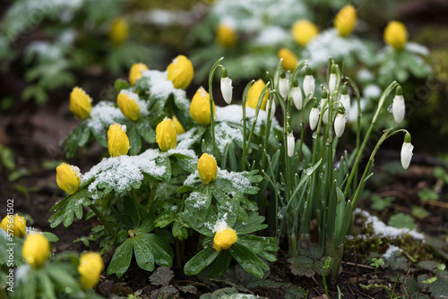 Obraz na płótnie Close up low angle of yellow winter aconite and white snowdrop flowers with a li