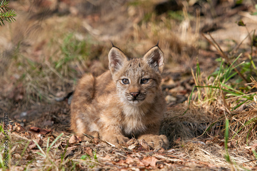 Canada lynx baby sitting in forest at sunset in autumn nature of Banff National Park. Curious Canadian lynx cub with born in the wild crouch against the ground with dry leaves and grass outdoors.