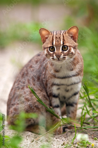 Rusty-spotted cat sit in sand and dense vegetation. Is the world's smallest cat and is native to the forests of Sri Lanka. Prionailurus rubiginosus phillipsi is agile, daring and curiosity wildcat
