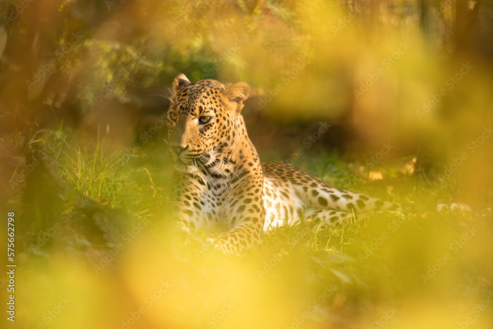 Sri Lankan leopard lying at sunset in Udawalawe National Park. Angry ceylon leopard male resting in grass hidden behind shrub in evening sun. Spotted big cat in the wild nature. Panthera pardus kotiya - obrazy, fototapety, plakaty 