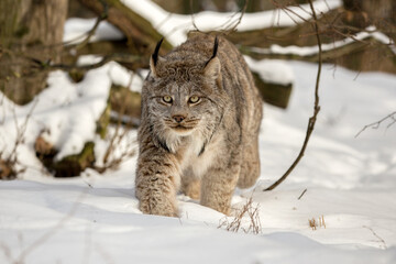 Sierkussen Lynx Canadese lynx in diepe sneeuw  © Luk