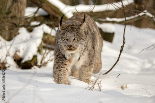 Canada lynx walking in deep snow cover in the woods on a sunny day. Lynx canadensis in the wild nature of Alaska winter. Canadian Lynx on the background of branch and tree trunk photo