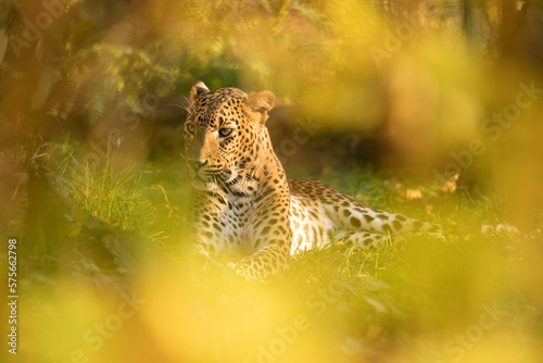 Sri Lankan leopard lying at sunset in Udawalawe National Park. Angry ceylon leopard male resting in grass hidden behind shrub in evening sun. Spotted big cat in the wild nature. Panthera pardus kotiya
