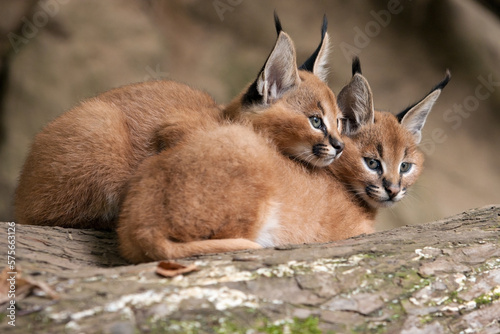Two caracal huddle together for warmth in the cold weather. Persian lynx cubs lies with his head to himself on a tree trunk. Detail on young african lynx - wild cats native to Africa with fluffy fur photo