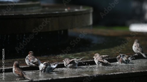 Gorrión común bañandose en fuente, Rosario, Argentina photo