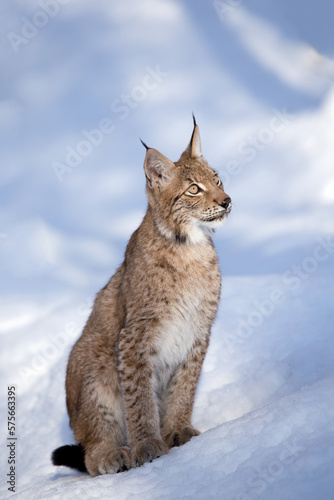 Young eurasian lynx sitting in deep snow. Carpathian lynx in the wild winter nature on the background snowy landscape. Detailed view wildcat in beautiful light on the snow frost. Mountains of Europe