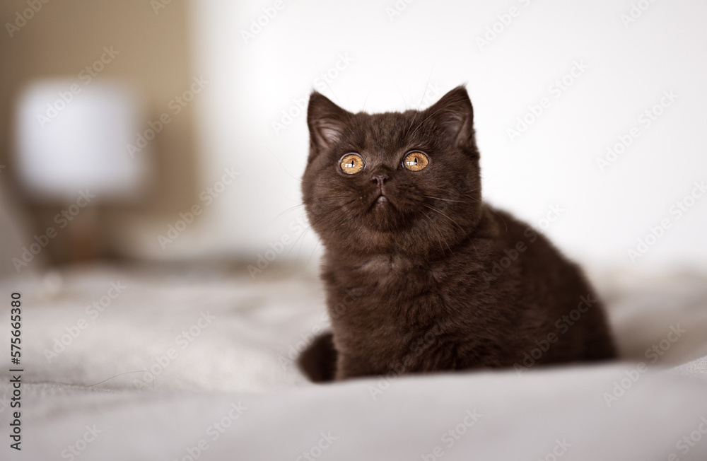 Britisch Kurzhaar Kitten Katze in chocolate
