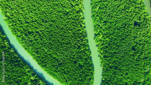 Green mangrove forest along a winding river is a thriving ecosystem that serves as a vital habitat for many species, while providing numerous benefits such as erosion control and carbon sequestration
 photo