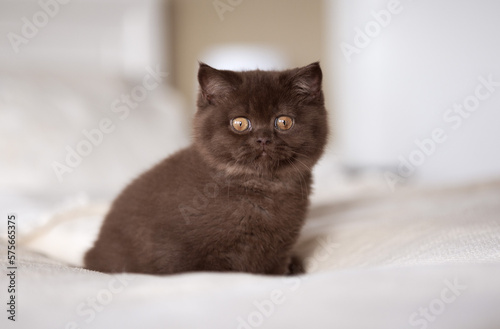 Britisch Kurzhaar Kitten Katze in chocolate 